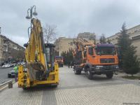 Bakının bu ərazisində ağaclar köçürülür (ƏLAVƏ OLUNUB) (FOTO)