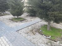 Bakının bu ərazisində ağaclar köçürülür (ƏLAVƏ OLUNUB) (FOTO)