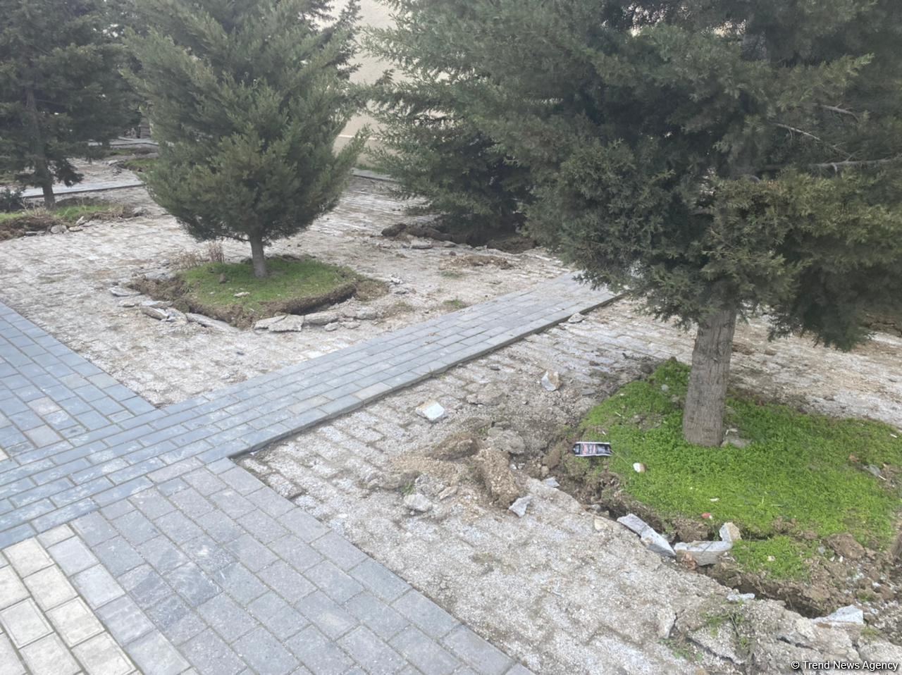 Bakının bu ərazisində ağaclar köçürülür (ƏLAVƏ OLUNUB) (FOTO)