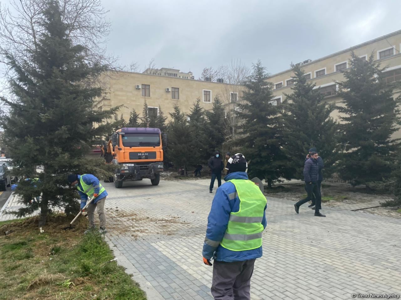 Bakının bu ərazisində ağaclar köçürülür (ƏLAVƏ OLUNUB) (FOTO)
