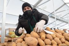 Bakıda yarmarkalar keçirilir: Bəs qiymətlər necədir? (FOTO/VİDEO)