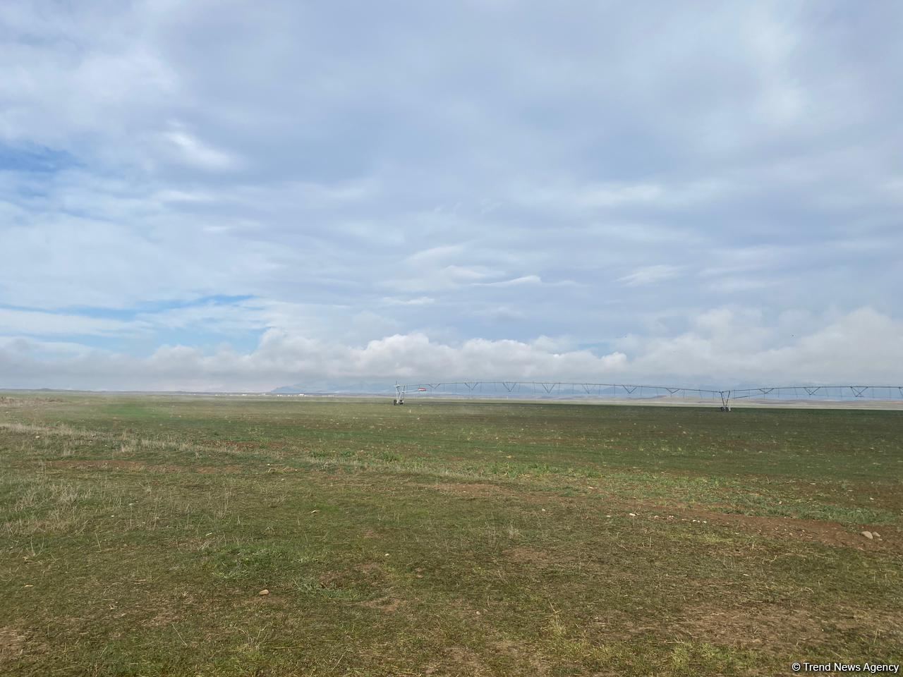 Cəbrayılda taxıl səpini aparılıb - Trend TV-nin reportajı