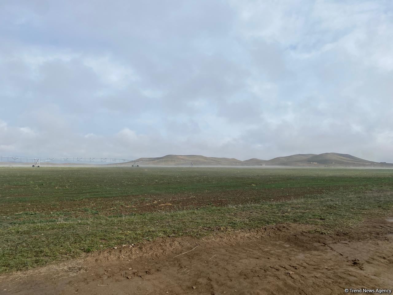 Cəbrayılda taxıl səpini aparılıb - Trend TV-nin reportajı