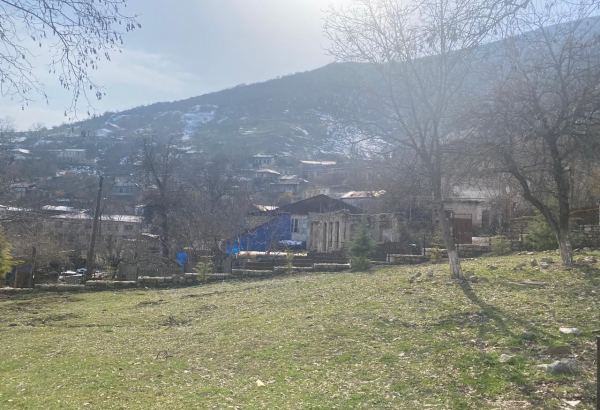 İşğala qədərki dövrdə Xocavənddə təbiət abidəsi statusuna malik ağacların sayı açıqlanıb