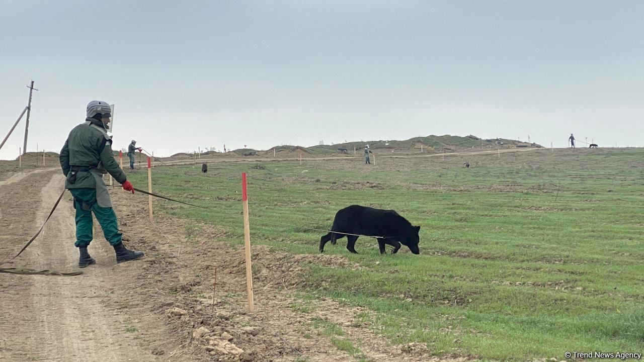 Şuşaya çəkilən yolun 200 min kvadratmetr ərazisi minalardan təmizlənib - ANAMA (FOTO)