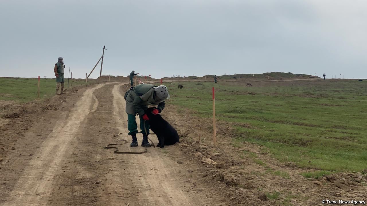Şuşaya çəkilən yolun 200 min kvadratmetr ərazisi minalardan təmizlənib - ANAMA (FOTO)