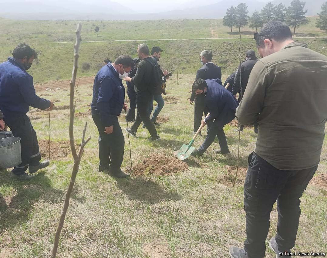 Zəngilanda ağac əkilən ərazilər vaxtilə sıx meşəlik olub - Firdovsi Əliyev (FOTO)