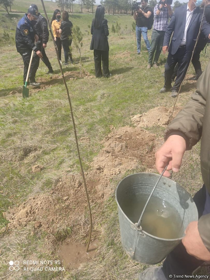 Zəngilanda ağac əkilən ərazilər vaxtilə sıx meşəlik olub - Firdovsi Əliyev (FOTO)