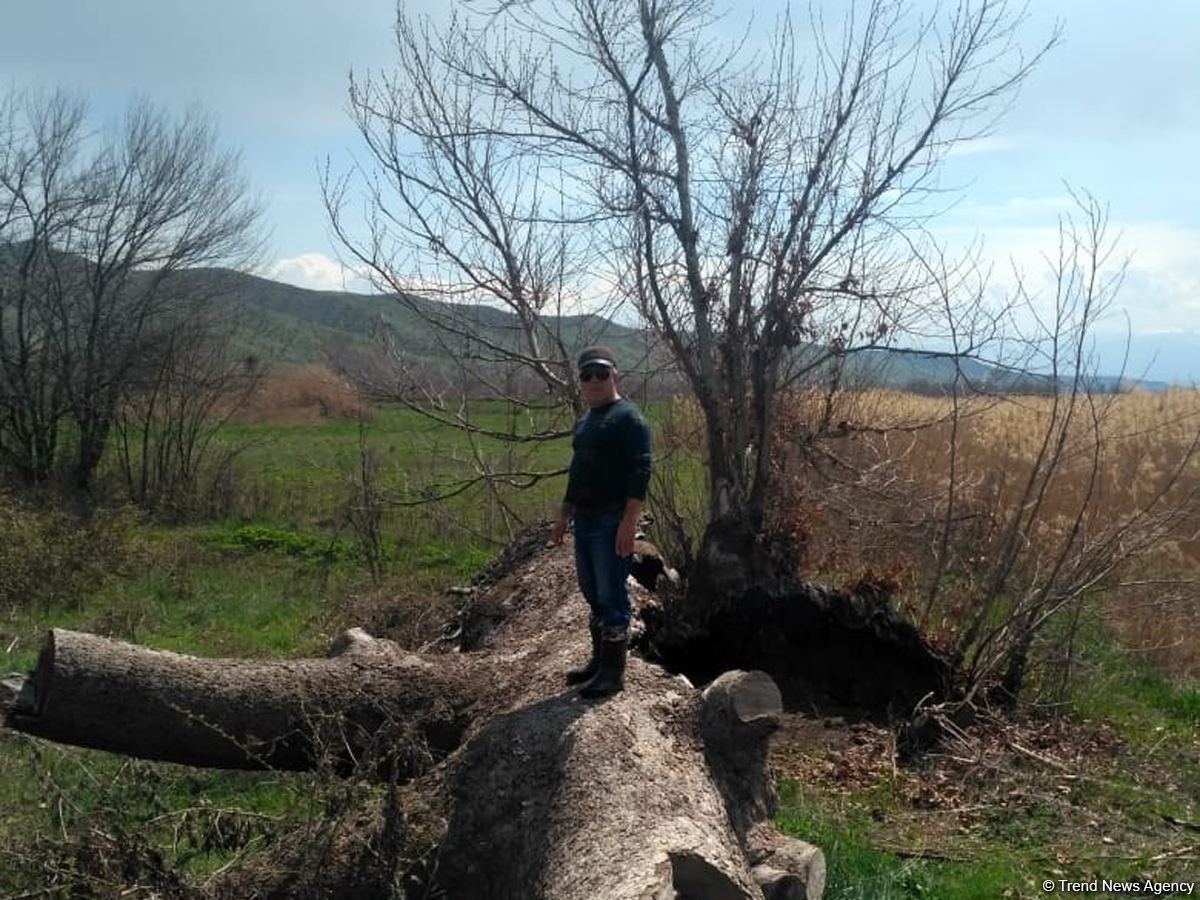 Zəngilanda ermənilər min illik ağacları yandırıblar (FOTO)