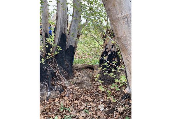 Ermənilər Cəbrayılda 800 yaşı olan Şərq çinarını xüsusi vandallıqla məhv edib (FOTO)