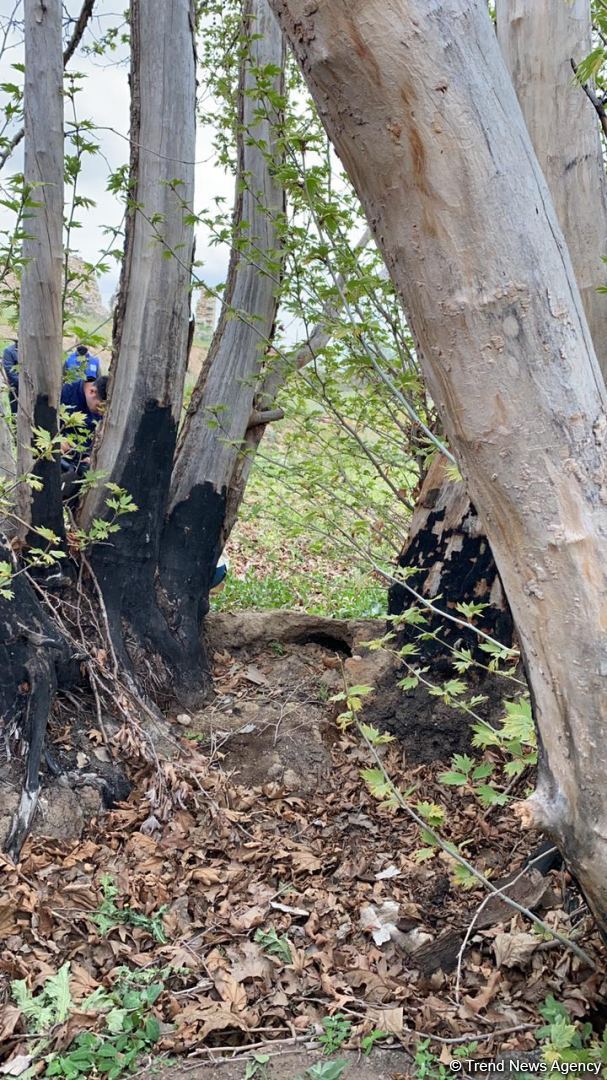 Ermənilər Cəbrayılda 800 yaşı olan Şərq çinarını xüsusi vandallıqla məhv edib (FOTO)