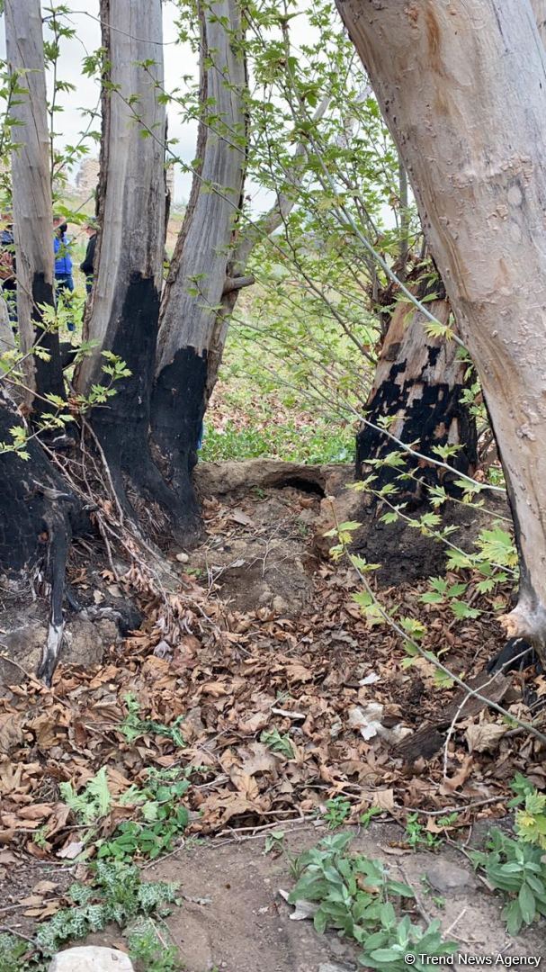 Ermənilər Cəbrayılda 800 yaşı olan Şərq çinarını xüsusi vandallıqla məhv edib (FOTO)