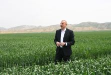 Prezident İlham Əliyev Hacıqabulda "Aqro Dairy" MMC-nin aqroparkının təqdimatında iştirak edib (FOTO)(YENİLƏNİB)