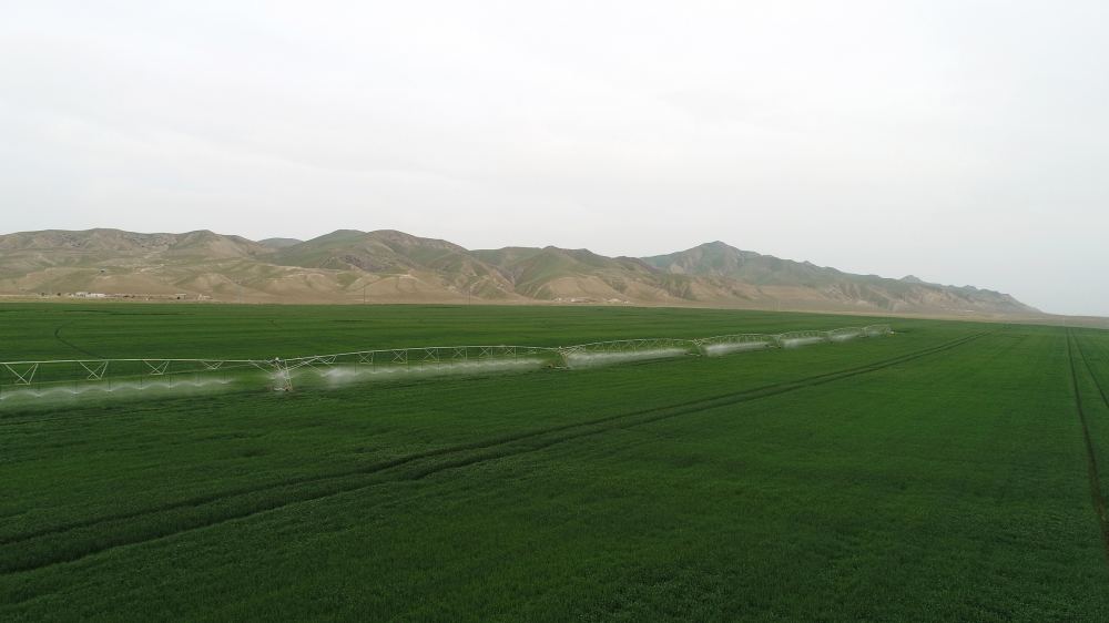 Prezident İlham Əliyev Hacıqabulda "Aqro Dairy" MMC-nin aqroparkının təqdimatında iştirak edib (FOTO)(YENİLƏNİB)