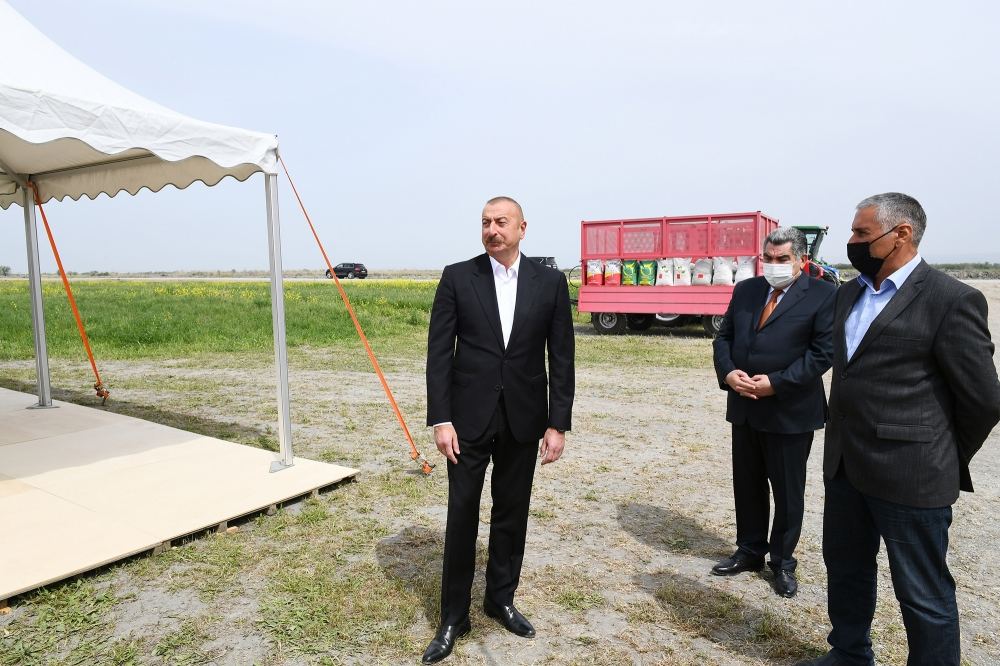 Prezident İlham Əliyev Hacıqabulda fermer Elşən Xəlilovun pambıq tarlasında səpin prosesini izləyib (YENİLƏNİB) (FOTO)