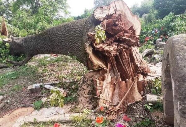 Bakıda ağacların qanunsuz kəsilməsi ilə təbiətə 30 000 manatlıq ziyan dəyib
