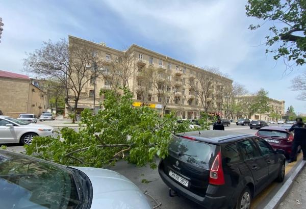 Bakının mərkəzində iki ağac aşdı, avtomobilə ziyan dəydi (FOTO)