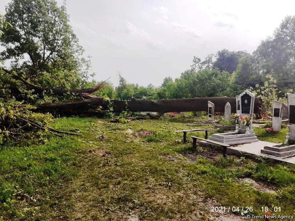 Qaxda çoxillik palıd ağacı kökündən kəsilib (FOTO)