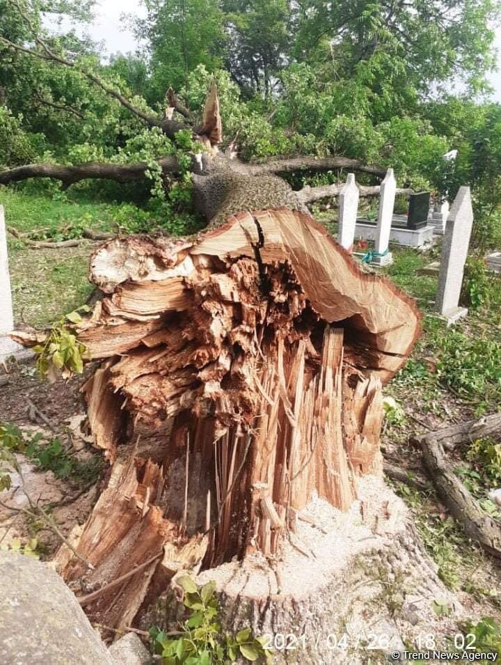 Qaxda çoxillik palıd ağacı kökündən kəsilib (FOTO)