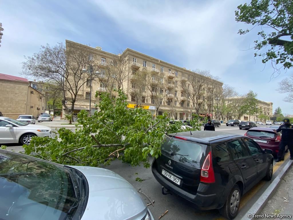 Bakının mərkəzində iki ağac aşdı, avtomobilə ziyan dəydi (FOTO)