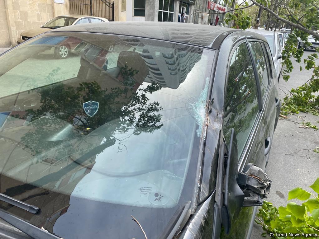 Bakının mərkəzində iki ağac aşdı, avtomobilə ziyan dəydi (FOTO)