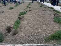Ağdamda Ulu öndərin doğum günü münasibətilə ağacəkmə kampaniyası keçirilib (FOTO)