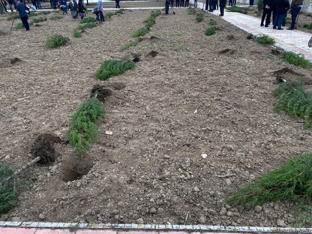 Ağdamda Ulu öndərin doğum günü münasibətilə ağacəkmə kampaniyası keçirilib (FOTO)