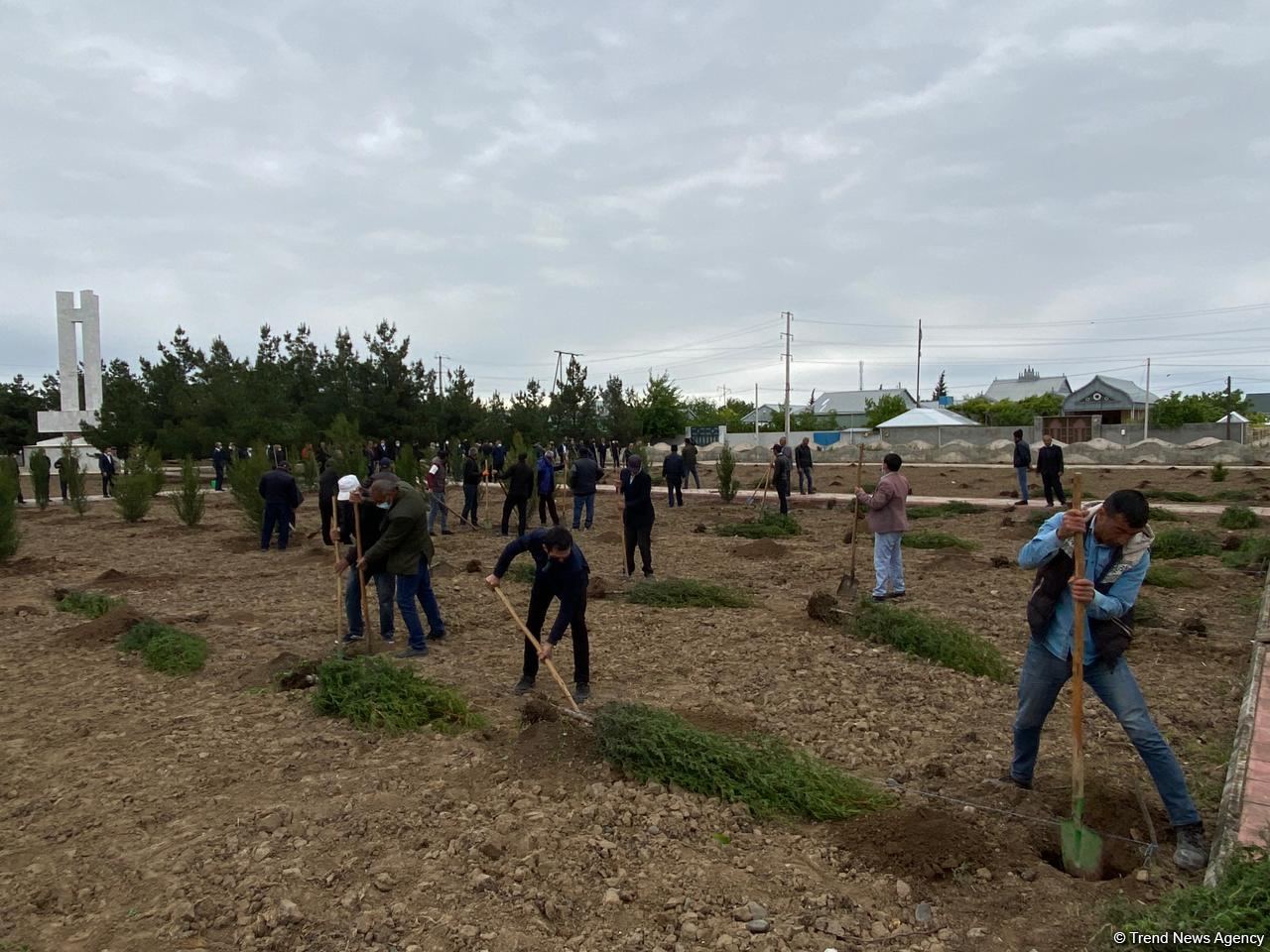 Ağdamda Ulu öndərin doğum günü münasibətilə ağacəkmə kampaniyası keçirilib (FOTO)