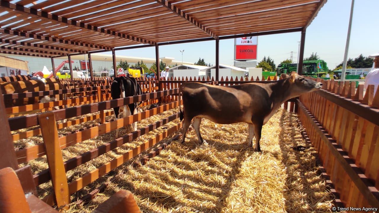 Bakıda beynəlxalq kənd təsərrüfatı və qida sənayesi sərgiləri keçirilir (FOTO)