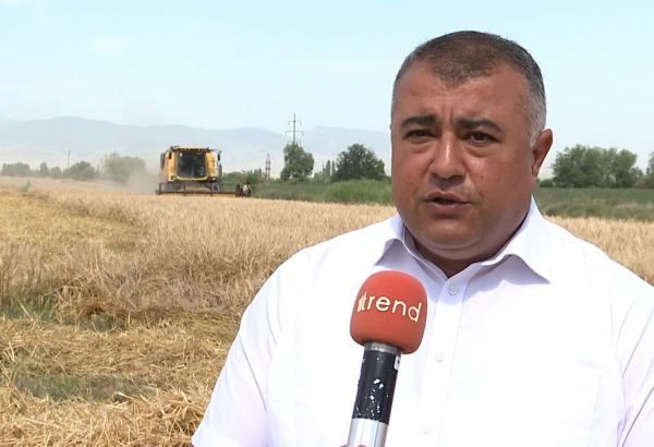 Taxıl sahələrinin yarıdan çoxu biçilib, məhsul bol olacaq - Şöbə müdiri