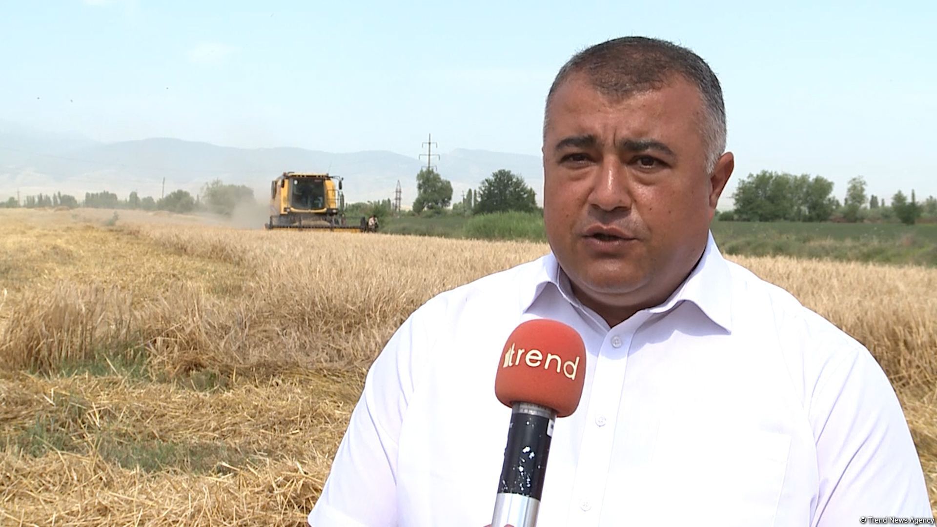 Taxıl sahələrinin yarıdan çoxu biçilib, məhsul bol olacaq - Şöbə müdiri