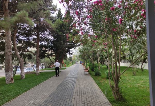 Polad Həşimovun adına yerləşən parkda ağacəkmə mərasimi həyata keçirilib