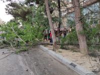 Bakıda ağac avtomobilin üzərinə aşdı (FOTO)