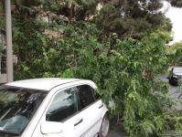 Bakıda ağac avtomobilin üzərinə aşdı (FOTO)