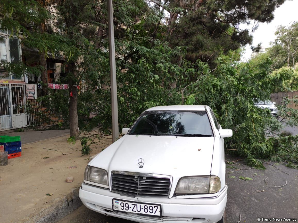 Bakıda ağac avtomobilin üzərinə aşdı (FOTO)
