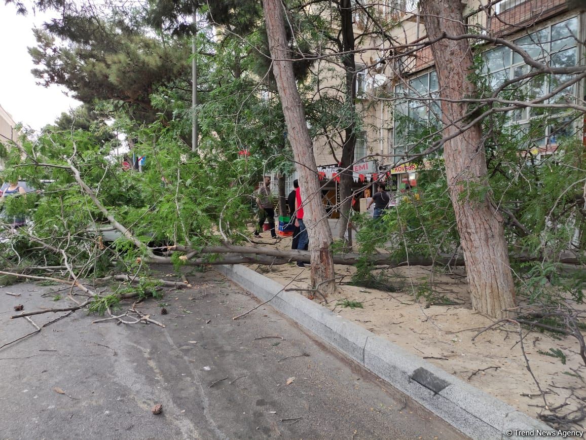 Bakıda ağac avtomobilin üzərinə aşdı (FOTO)