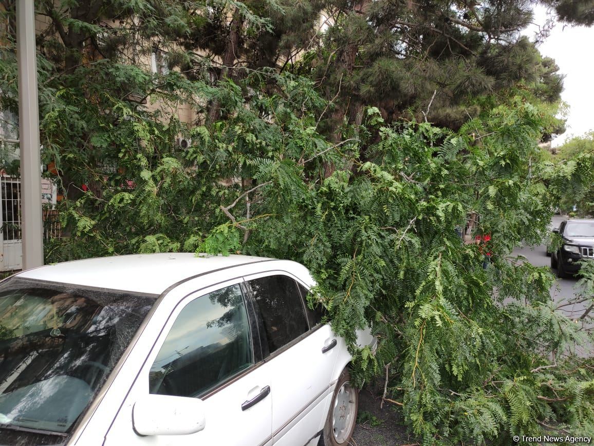 Bakıda ağac avtomobilin üzərinə aşdı (FOTO)