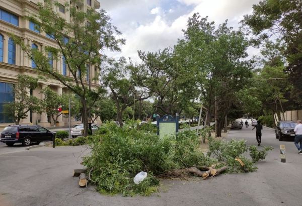 Bakıda güclü külək fəsadlar törətdi (FOTO)