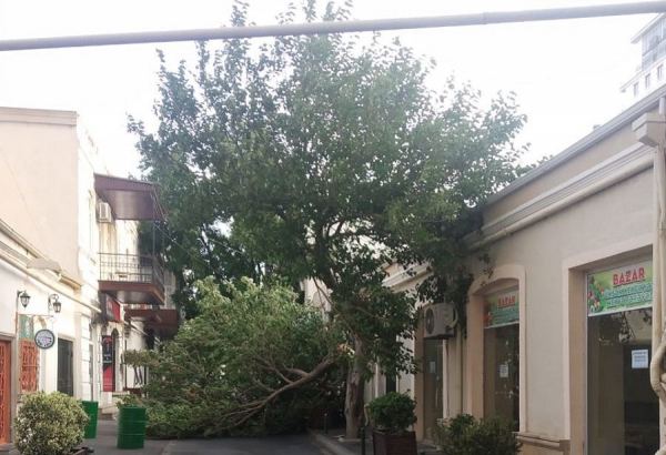 Bakının mərkəzində ağac aşıb (FOTO)