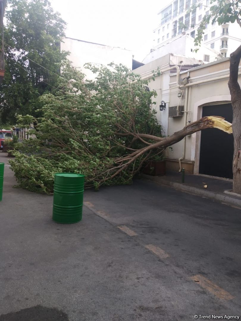 Bakının mərkəzində ağac aşıb (FOTO)