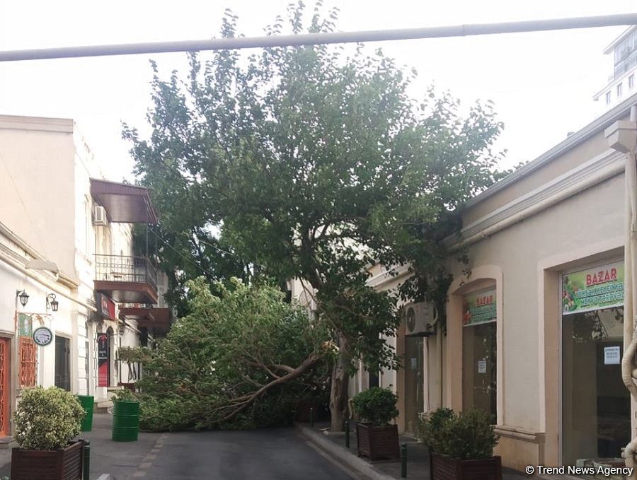 Bakının mərkəzində ağac aşıb (FOTO)