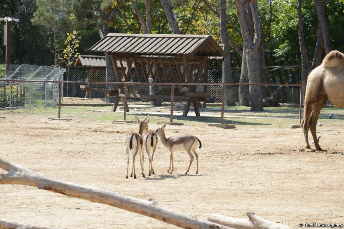 Bakı Zooloji Parkının ilk ziyarətçiləri şəhid övladları və uşaq evlərinin sakinləri olub (FOTO)