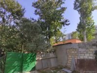 Nəbatat Bağında ağaclar quruyub - Direktor (FOTO)