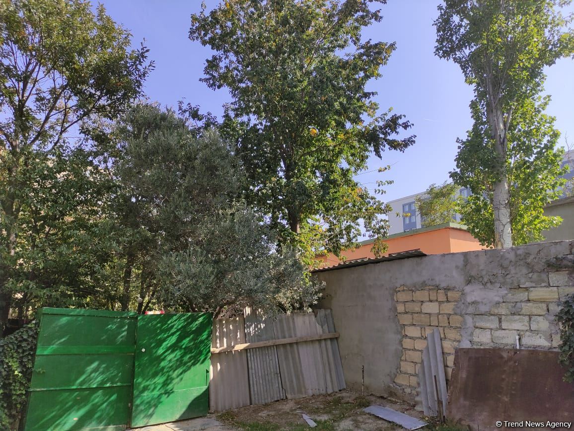 Nəbatat Bağında ağaclar quruyub - Direktor (FOTO)