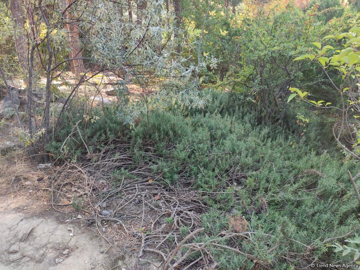 Nəbatat Bağında ağaclar quruyub - Direktor (FOTO)