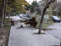 Bakıda güclü külək ağacları kökündən çıxardı (FOTO)