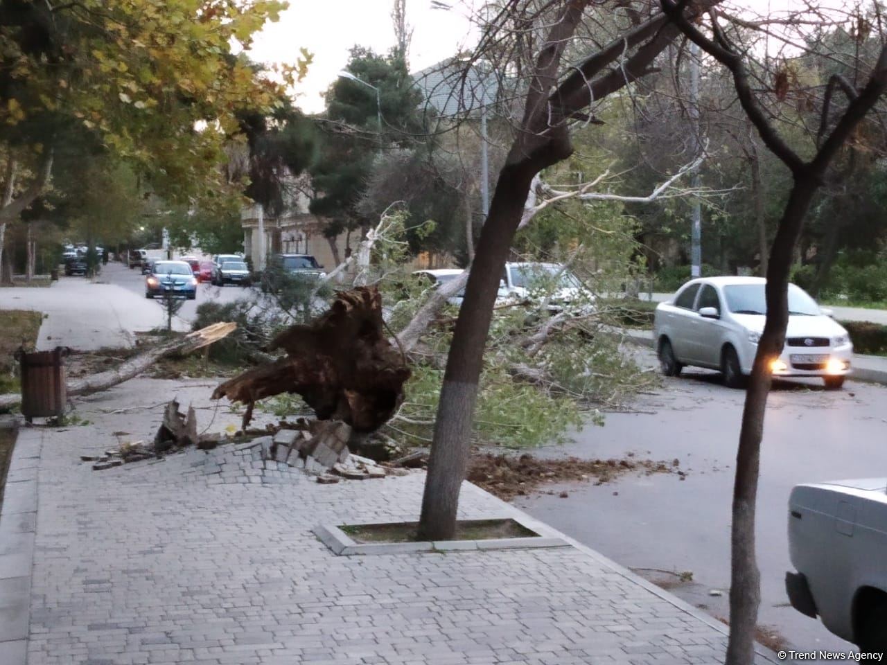 Bakıda güclü külək ağacları kökündən çıxardı (FOTO)