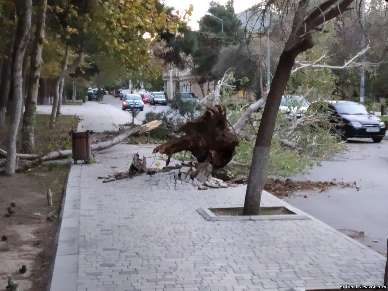 Bakıda güclü külək ağacları kökündən çıxardı (FOTO)
