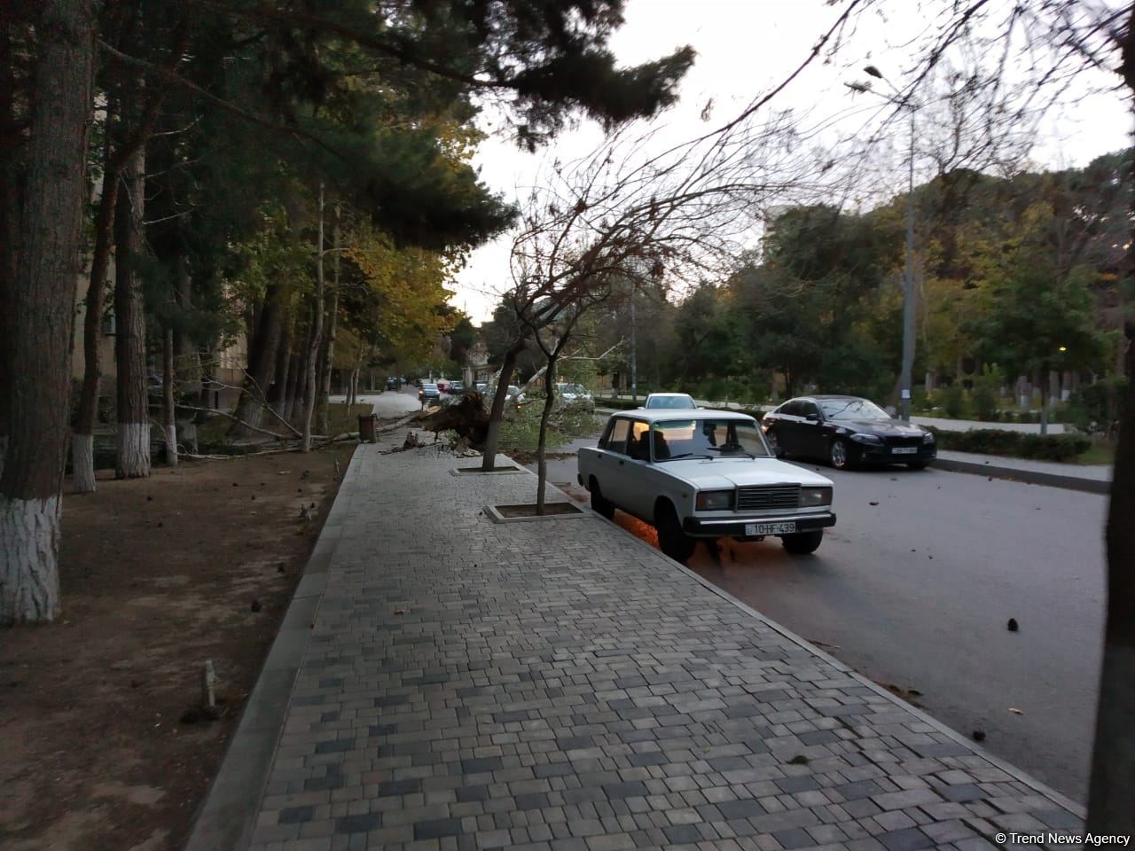Bakıda güclü külək ağacları kökündən çıxardı (FOTO)