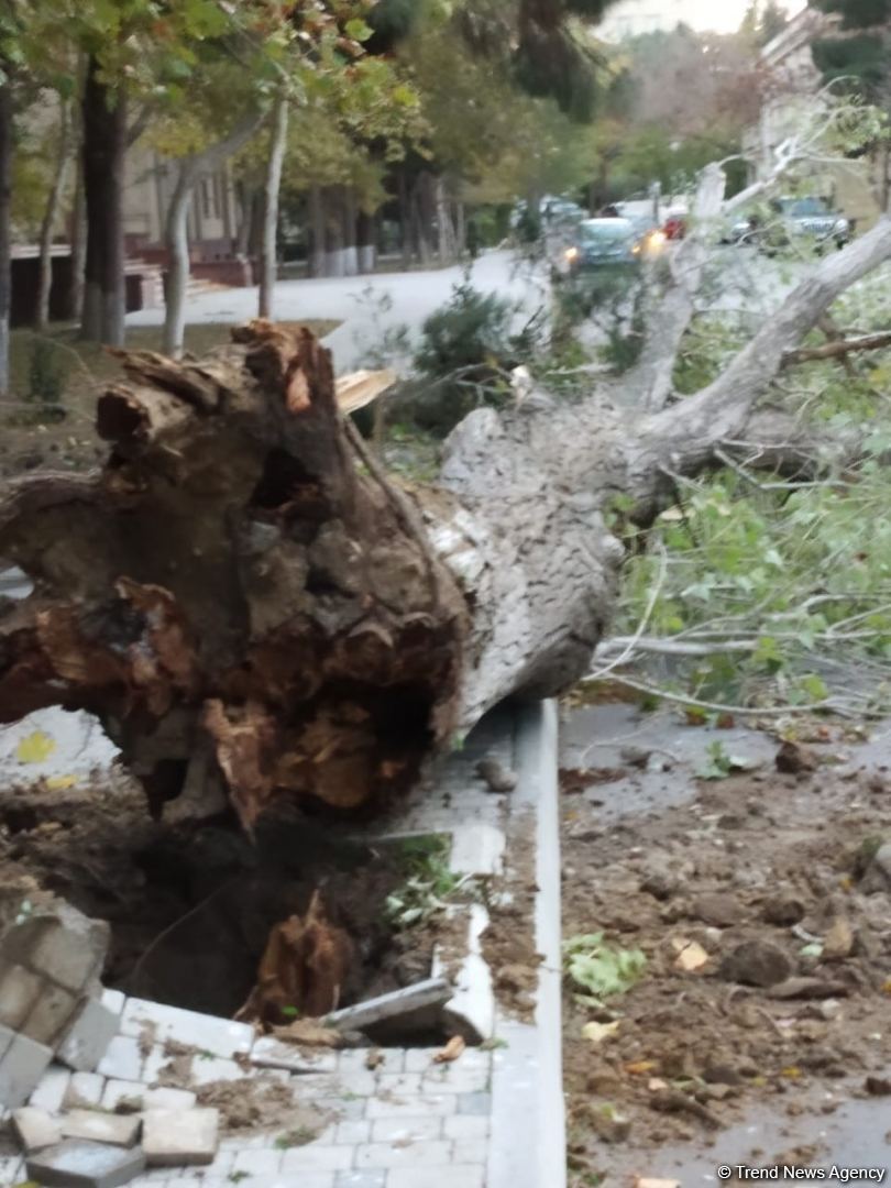 Bakıda güclü külək ağacları kökündən çıxardı (FOTO)